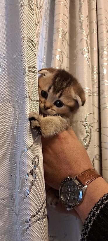 pişik siyam: Şotland — 1