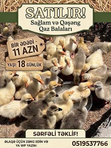 zvanok it type 0: Məhsul: Qaz balaları (cücələr) Təsvir: - Rənglər: açıq krem-ağ və boz — 5