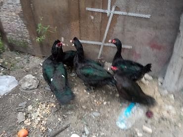 ordek satisi: Təcili satılır sağlam heyvanlar 3 erkek 3 fere fərələr 20 erkəklər — 4