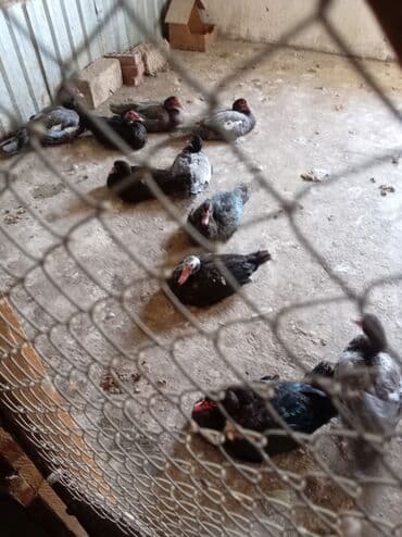 lal ordəklərin satışı: Məhsul: Misk ördəkləri (indo duck) Təsvir: - Şəkillərdə göstərilən — 5