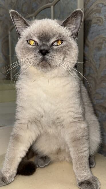 Britan lalafo.az -da Britan