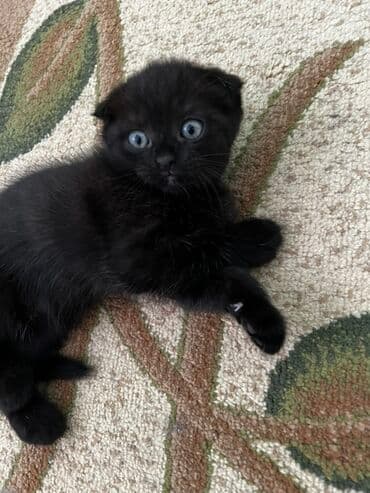 Şinşilla, Erkək, Yaxşı əllərə