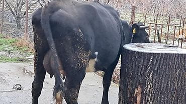 Собаки: Самка, Simental, лет: 4, 650 кг — 4