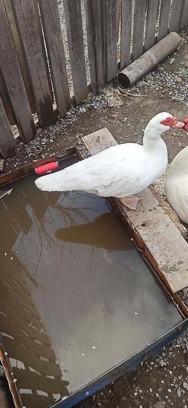 dovsan satisi: Dişi ag ördək satılır anacdı — 3