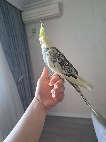 rengli quslar: Nymph paraket (cockatiel) – parlaq sarı çələngi və yanaqlarında — 1