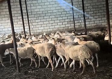 Qoyun sürüsü – ferma üçün hazır heyvanlar - Növ: qoyun (eti və