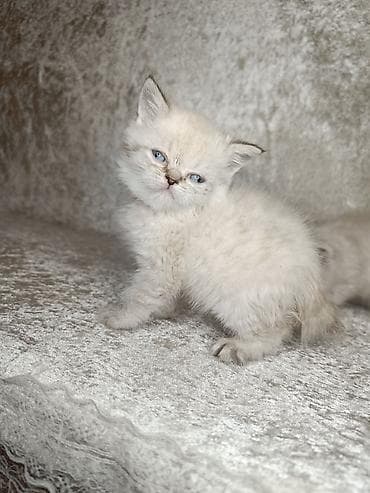 pişik yemi: Qızıl şinşilla, Erkək — 6