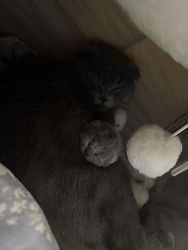 pişik balaları: Şotland, Erkək, Dişi, Yaxşı əllərə, Ünvandan götürmə, Ödənişli çatdırılma — 7