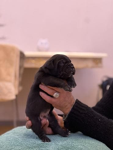 Heyvanlar üçün mallar: Kane-Korso, Peyvəndli — 7