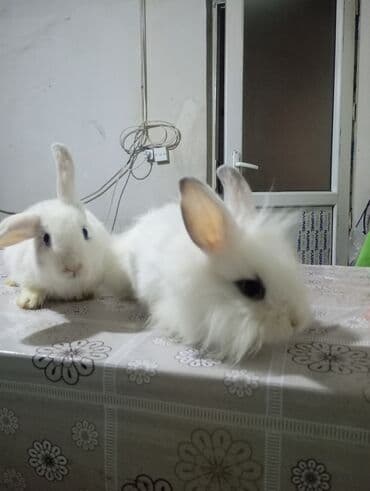 kaliforniya dovşanı: Məhsul: Uzun tüklü ağ dekorativ dovşanlar (2 ədəd) Təsvir: - Şirin — 2