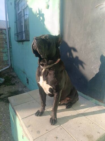 Kane-Korso, Erkek, Ödənişli çatdırılma