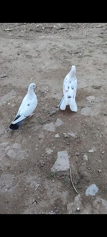 tap az ev quslari: 1 ci 18 tuk mayadi 2 ci de mayadi indi tutuldu 3 culer ozleri cut — 5