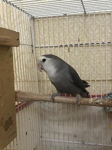 Digər heyvanlar: Növ: Sevgili quşu (lovebird), boz-ağ rəng çaları Rəng: Qrafit-boz — 2