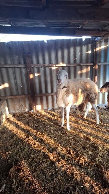 İtlər: Qoyun – erkək (qoç). - Cins tipi: yerli ətlik/yunlu tip. - Rəng — 1