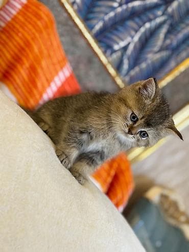 lalafo pisik: Britan — 6