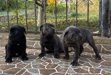 Собаки: Кане-корсо — 3