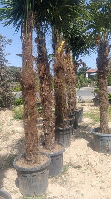 adəm ağacı: Dekarativ agaclarin satisi — 1