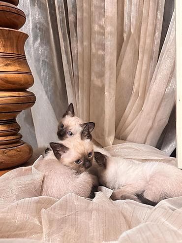 pişik siam: Siam — 3