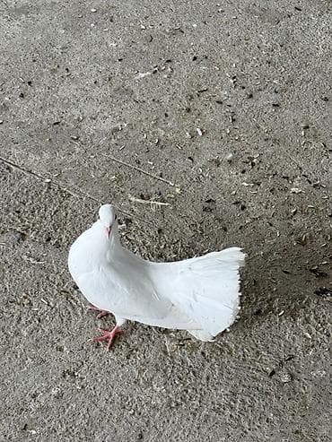 Goyercinler pavlin cavan maya 20