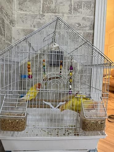 qefes: Məhsul: Qəfəsdə cüt papuqay (lovebird) və tam aksesuar dəsti Təsvir — 2