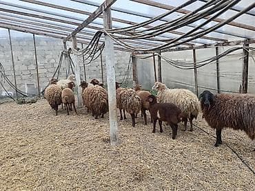 cau cau iti: Dişi, Qala, il: 1, 50 kq, Damazlıq, Ünvandan götürmə — 3