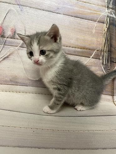 meykun pisik: Ata britan ana şotland. Qum tərbiyəsi var. Quru yeməyə öyrəşinlər — 3