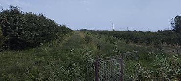 sebailde kiraye evler: 44 sot, Kənd təsərrüfatı, Mülkiyyətçi, Kupça (Çıxarış) — 10