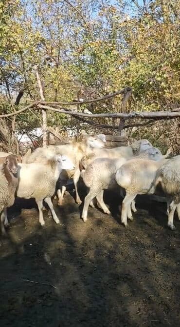 померанский шпиц цена баку: Qoyunlar kom satılır 70 başdı hamısı yelini qoyunları cavan — 1