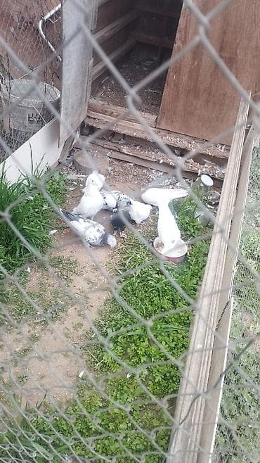 İtlər: Göyərçinlər koven balalardi coxu - Növ: ev göyərçinləri (ağ və ala — 6