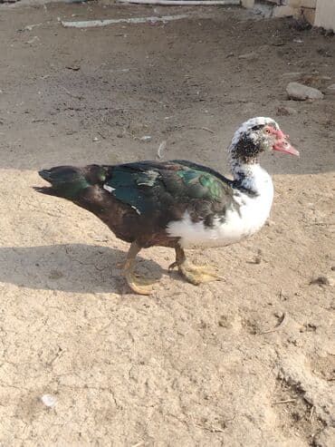 yerli inəklər: Toyuq, Brama, Damazlıq — 5