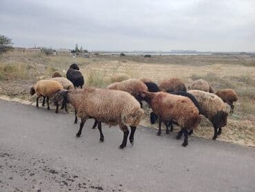 simental inekler azerbaycanda: Qala cinsi qoyunlar razılaşma yolu ilə — 5