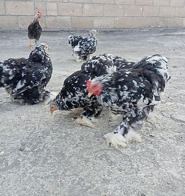 alman kurdu iti: Toyuq, Damazlıq, Ödənişli çatdırılma, Rayonlara çatdırılma — 2