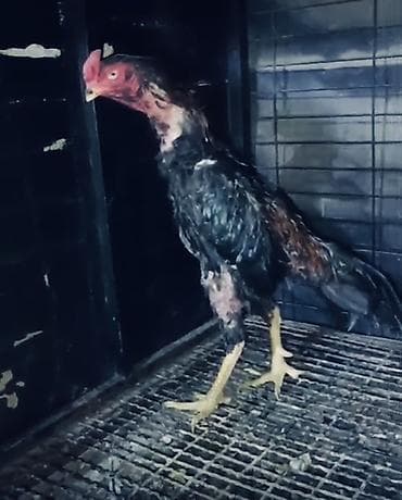 afcarka balasi erkey: Salam tecili satilir tergidirik deye bu qiymete qoyulub 12 ayliq — 2