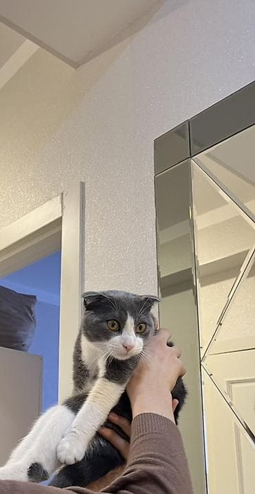 van pisiyi satilir: Şotland yastı qulaq, Erkək — 4