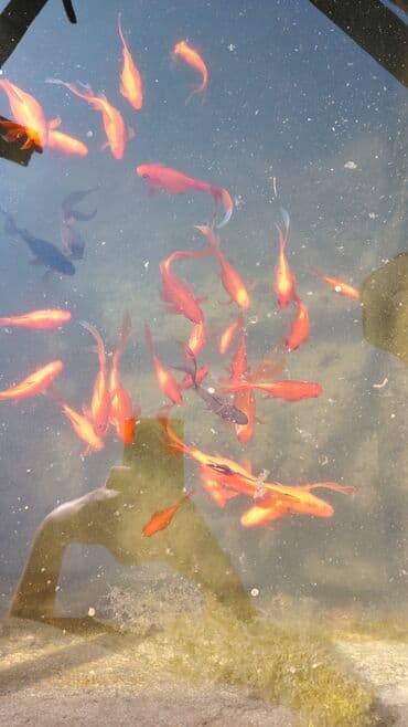 oskar balığı: Koi, Sülhsevər, Ünvandan götürmə — 4