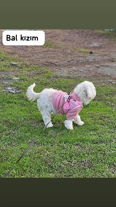 akvarium xırda balığı: PUDRA ÇƏHRAYI İT GEZDİRME YELEK-HARNESSİ - Kiçik ölçülü itlər üçün — 1