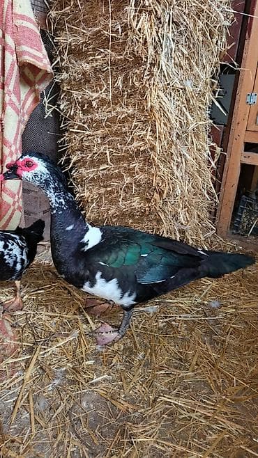 Cavan erkek lal ordek boyukdu sekilde kicik dusub 4 kq cekisi var 8