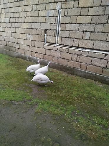 teze bazar it satisi: Mayalı firəng yumurtaları ağ firənglərin yumurtalarıdır — 1