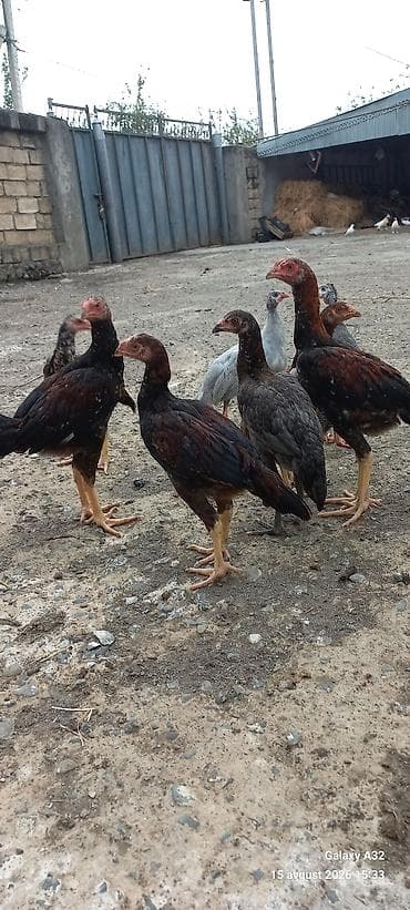 ev heyvanlarının satışı: Toyuq, Damazlıq — 5