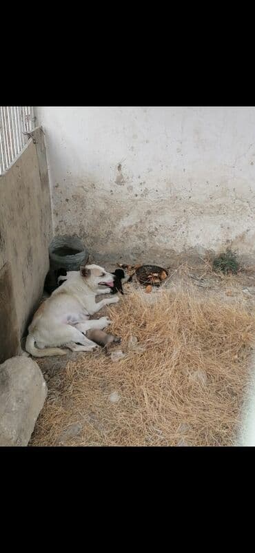 nemetskiy avcarka: 2 ay, Dişi — 4