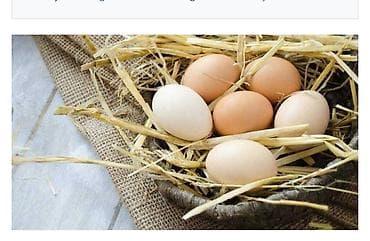Təzə toyuq yumurtası mayali qiymeti 30 qepik unvan qobu kendi