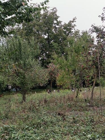 gence şeheri: 22 sot, Kənd təsərrüfatı, Mülkiyyətçi, Kupça (Çıxarış) — 4