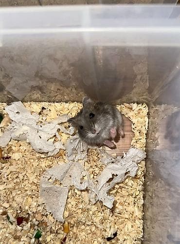 xamyak nedir: Cırtdan hamsterlər – damazlıqdan - Növ: cırtdan (dwarf) hamsterlər - — 5