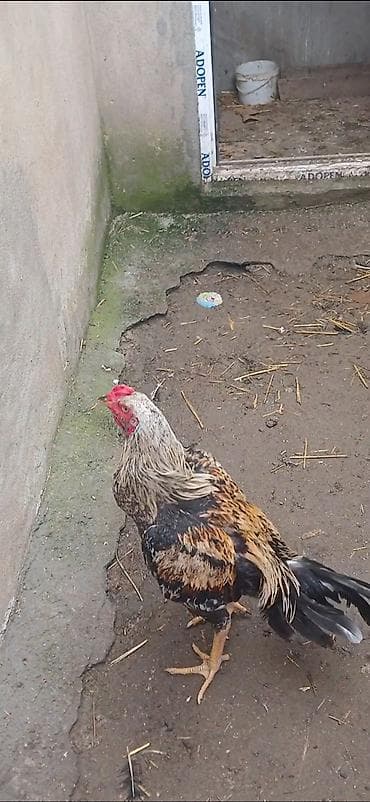 yapon xoruzu: Cox ənkə bir seydi yerim yoxdur deye satiram 2 ededir 2 sinden 1 in — 2