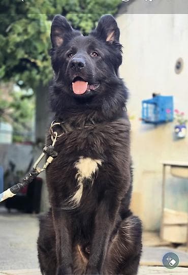 Digər heyvanlar: 3 il, Erkek, Cütləşmə üçün, Ünvandan götürmə — 2