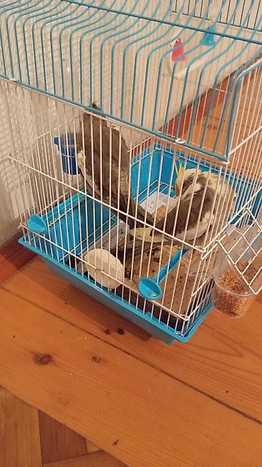 Saqlam quşlardı qefesnen biryerde satıram su qabı yem qabı