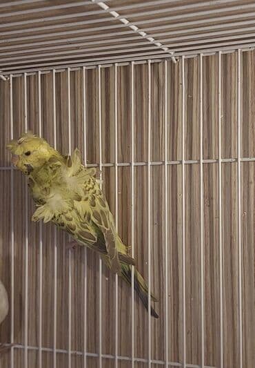 korella quşu: Salam erkey japones 3 4 ayliq erkeydi atasi texsas japones anasi — 4