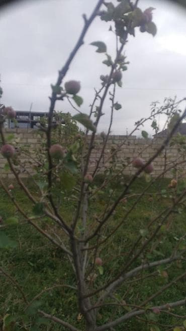 nardaran torpaq satilir: 6 sot, Tikinti, Maklerlər narahat etməsin, Kupça (Çıxarış) — 4