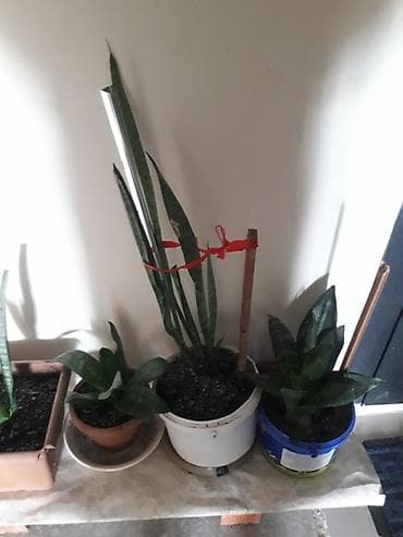 diffenbaxiya bitkisi haqqinda melumat: Məhsul: Sansevieria (Əjdaha dili, Qaynana dili) – müxtəlif ölçülərdə — 3