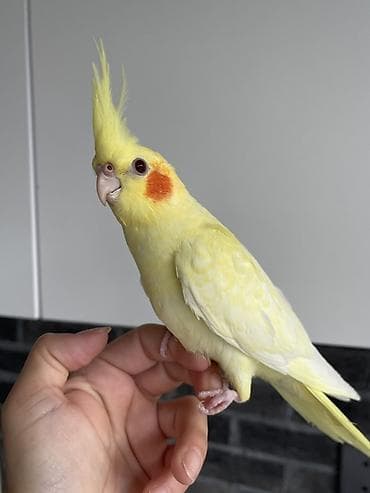 qizil qus: 3 ədəd 1,5 aylıq Nimfa tutuquşu (cockatiel) . Ev quşlarımın balalarıdı — 4